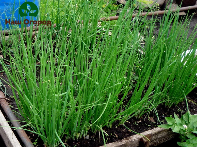 Pinapayuhan ng mga nakaranasang hardinero na magdagdag ng mga organikong pataba sa lupa bago magtanim ng chives.