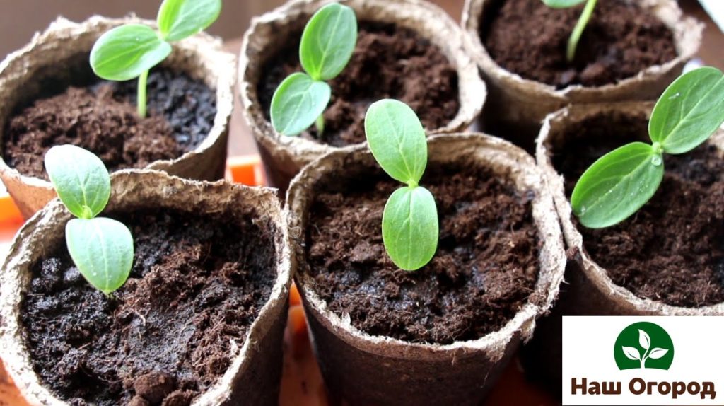 Seedling method of growing cucumbers.