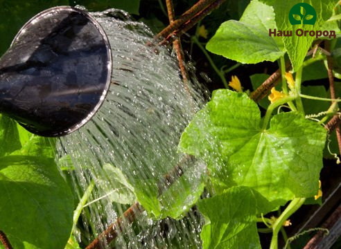 Gurken brauchen reichlich Wasser