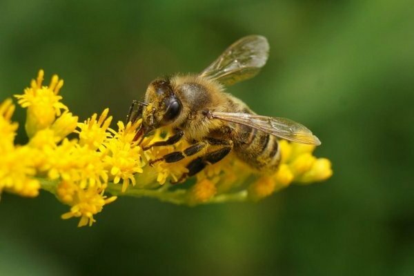 Bienenvorbereitung