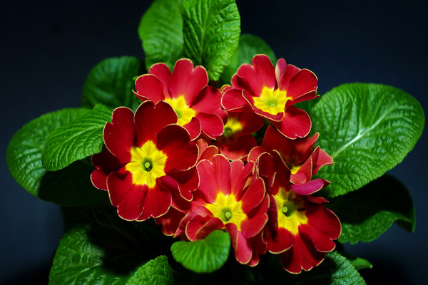 primrose