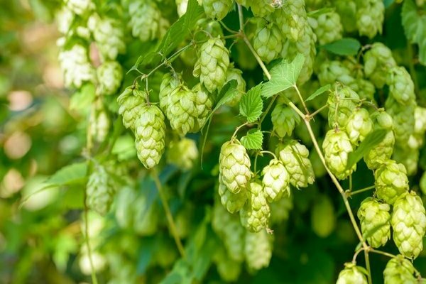 planting hops