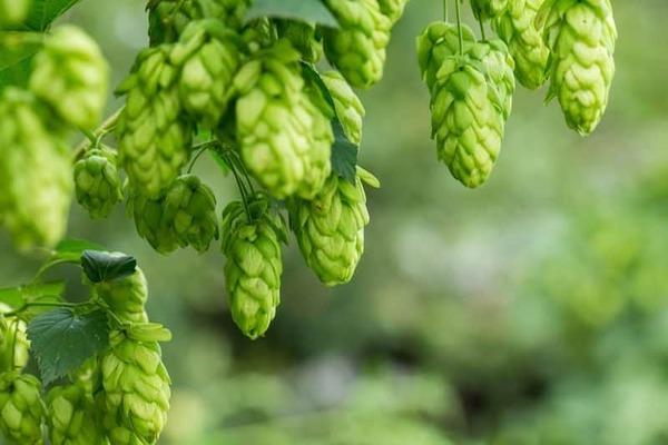 planting hops