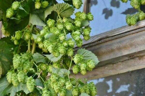 planting hops