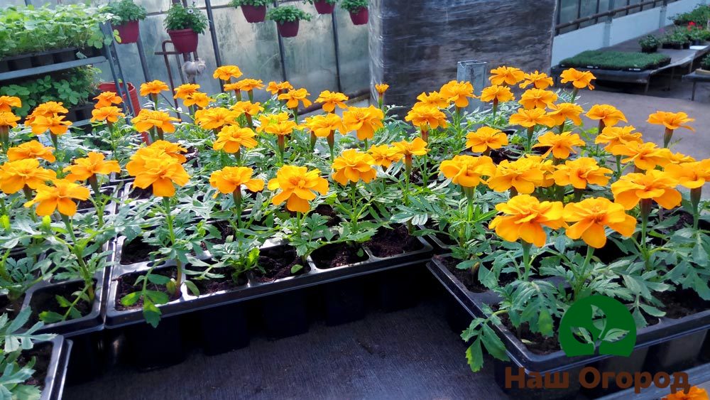 Ang mga seedling ng marigolds ay hindi sapat na kakatwa sa mga kondisyon ng klimatiko at may kakayahang makabuo ng mga luntiang bulaklak kapwa sa araw at sa lilim.