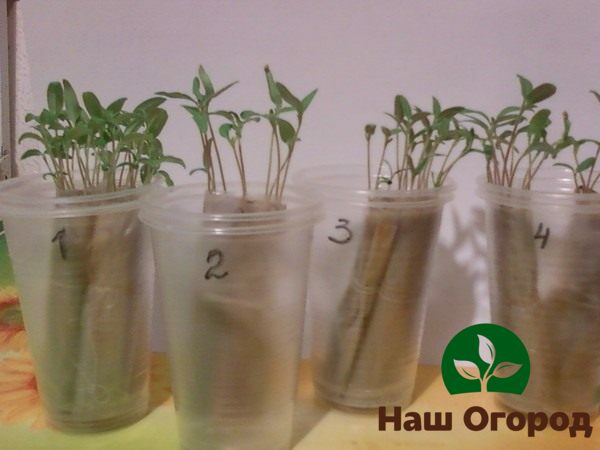 Seedlings in diapers