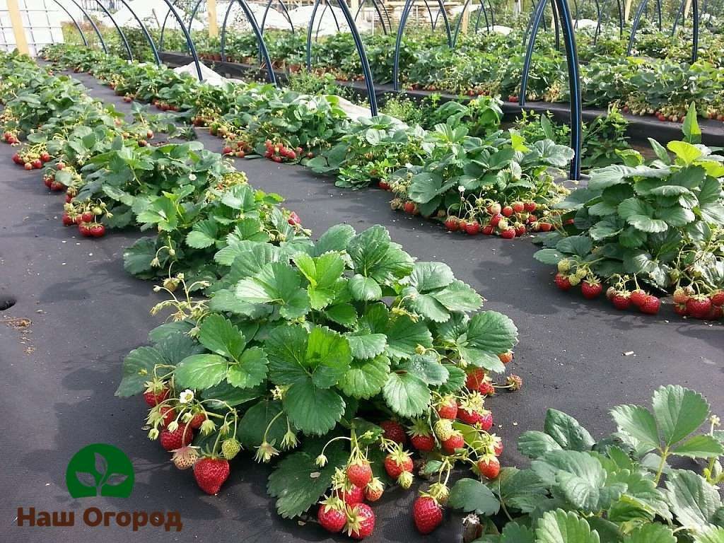 For the best growth and development of strawberry bushes, covering material should be put on the beds