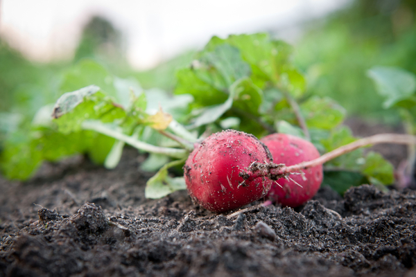 radish