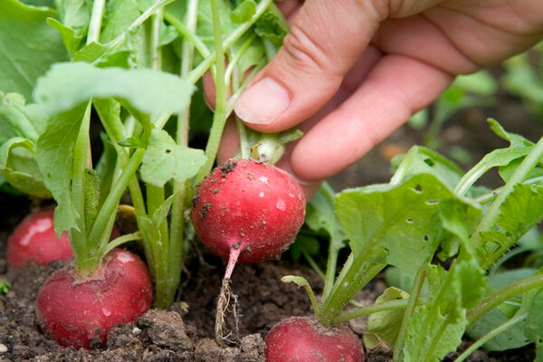 radish