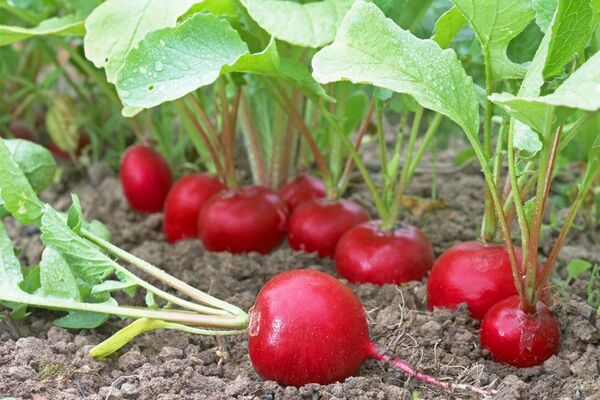 radish