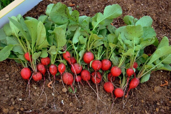 radish