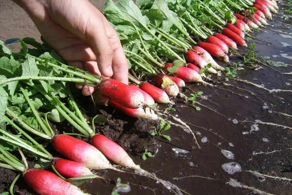 radish