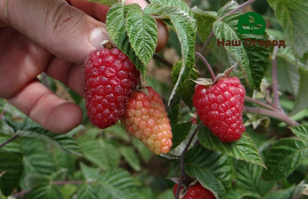 repairing raspberries in the garden