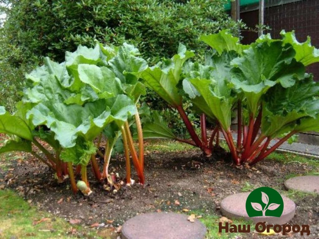 Ang Rhubarb ay isang tanim na nangangailangan ng karagdagang mga pataba at pagpapakain