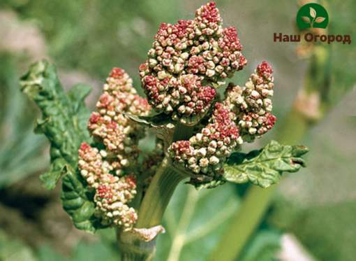 Ang mga binhi ng Rhubarb ay hinog sa mga inflorescence