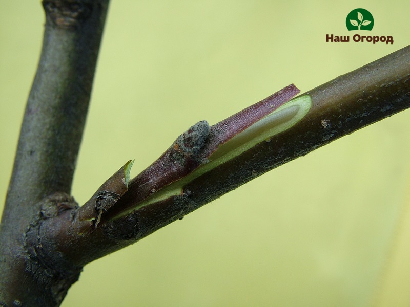 grafting of fruit trees