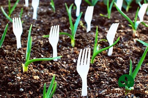 Maaaring maprotektahan ng mga fork na plastik ang iyong ani mula sa masaganang mga rodent