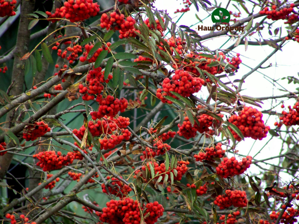 rowan fruit