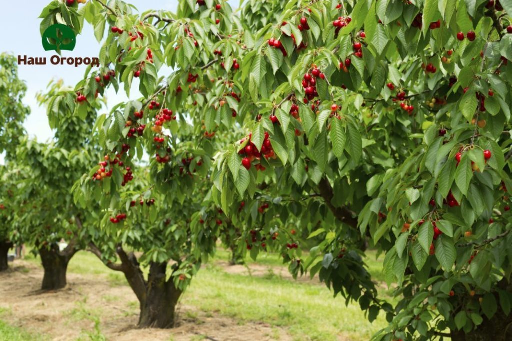 Kirsche im Garten