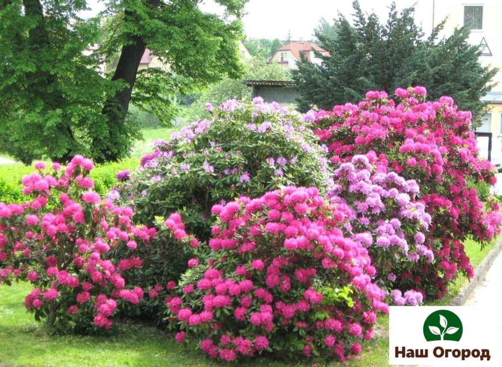 Estos arbustos son excelentes durante la floración.