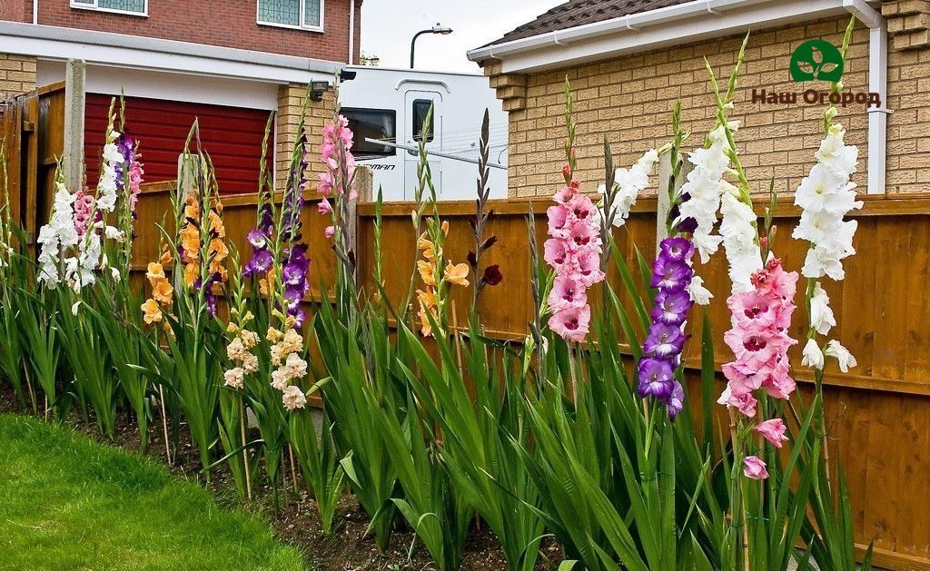 Dekoracija cvjetnjaka - gladiola.