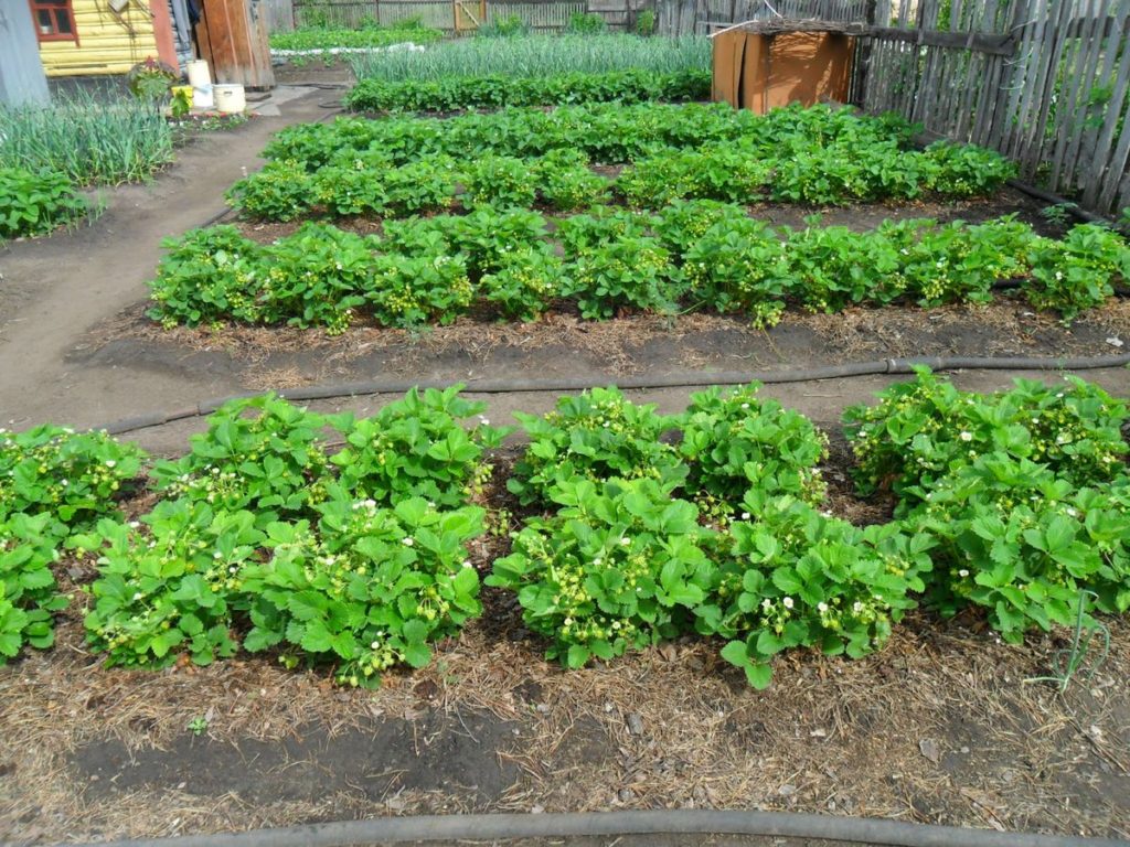 garden strawberry