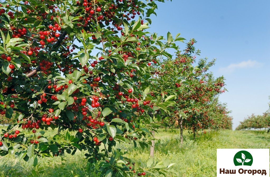 Der Kirschbaum wird je nach Reife in drei Arten unterteilt.