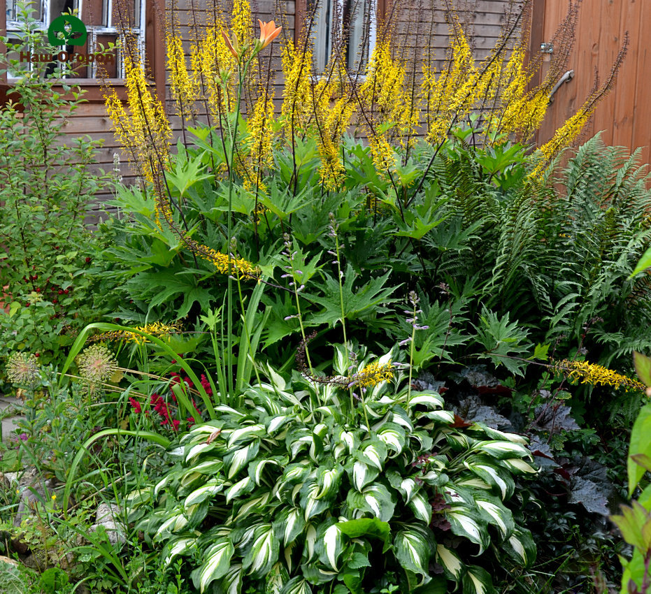 garden in august