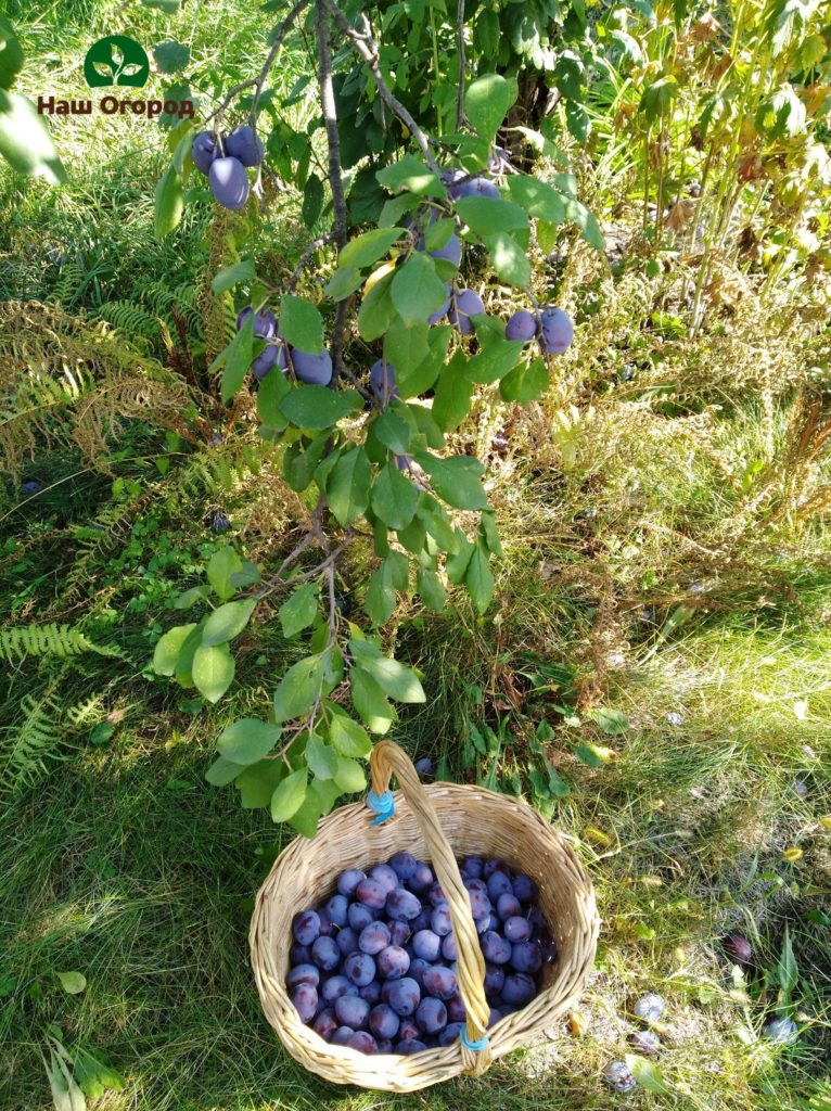 Pflaume im Garten