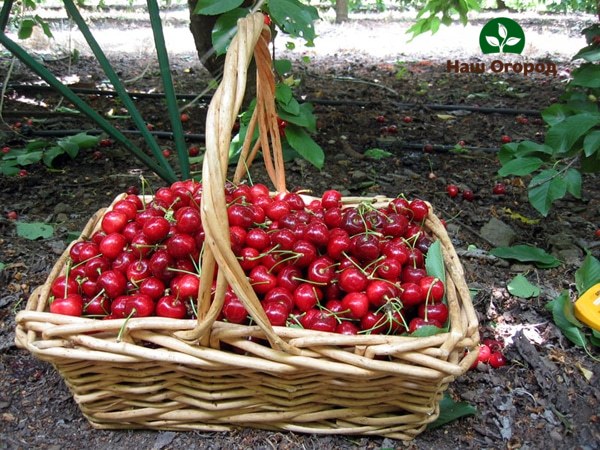 picking fruits