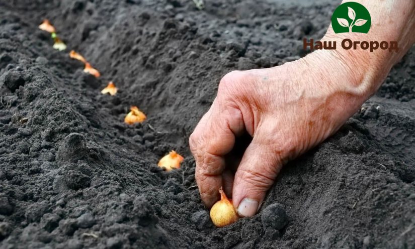 Uobičajeno je saditi setove luka u redove u utore pripremljene unaprijed za sadnju.