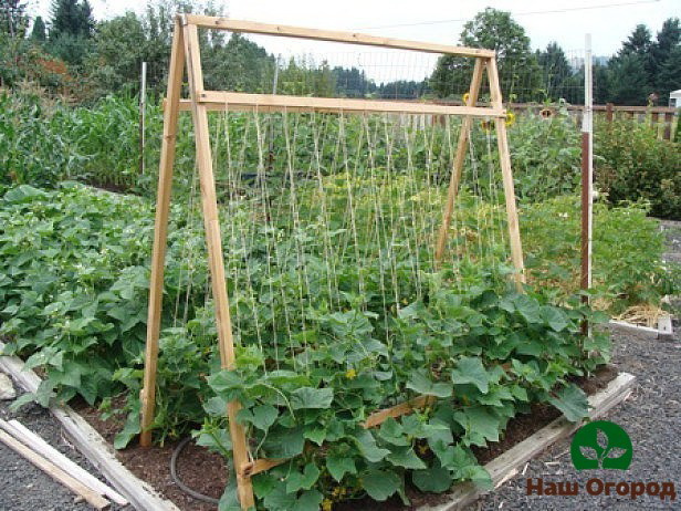 Posibleng disenyo ng isang trellis para sa mga pipino