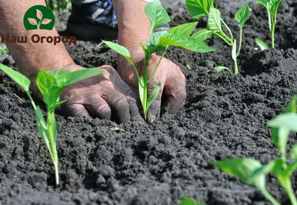 Planting pepper in open ground