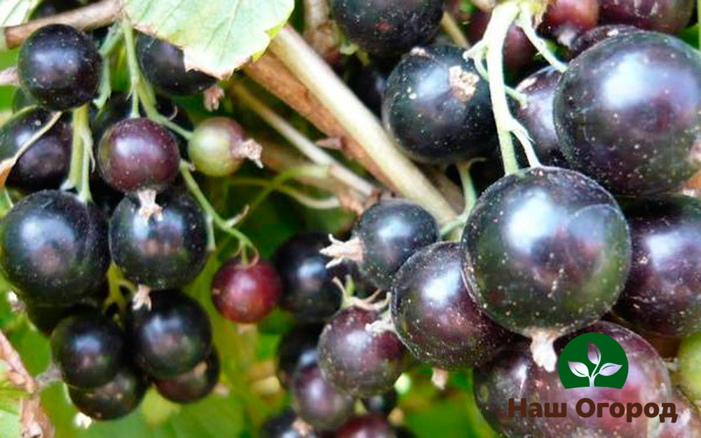 Variétés de groseilles Tourterelle des semis