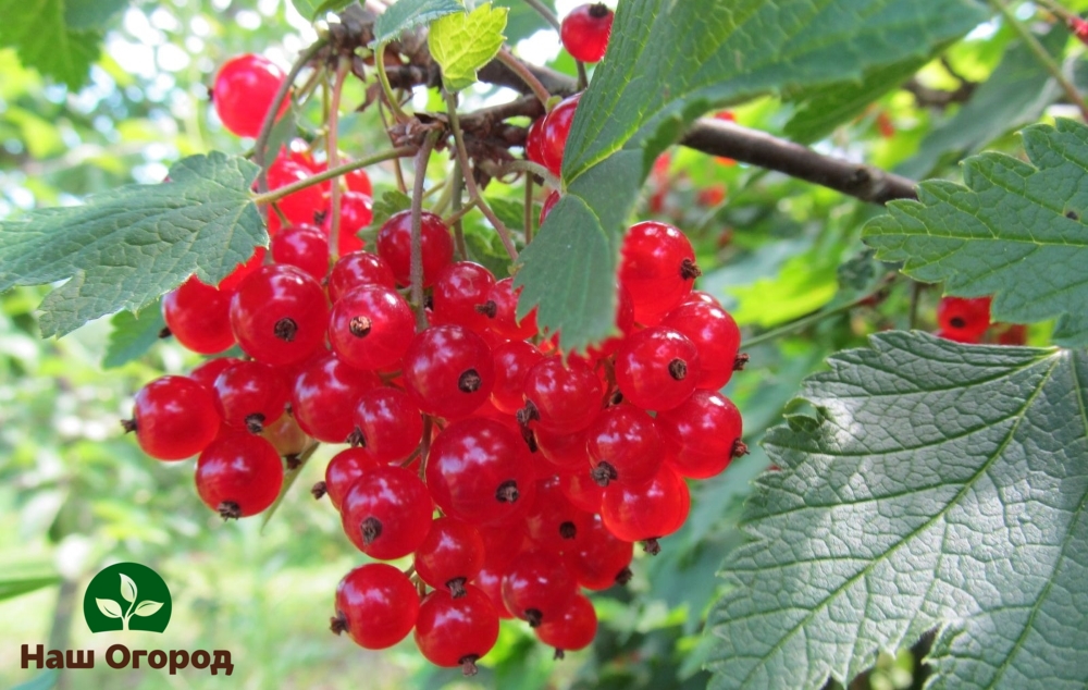 rote Johannisbeere im Garten