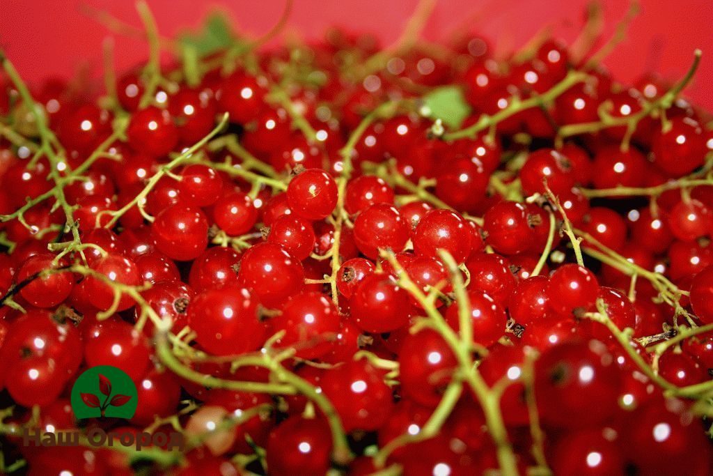 Johannisbeeren sammeln