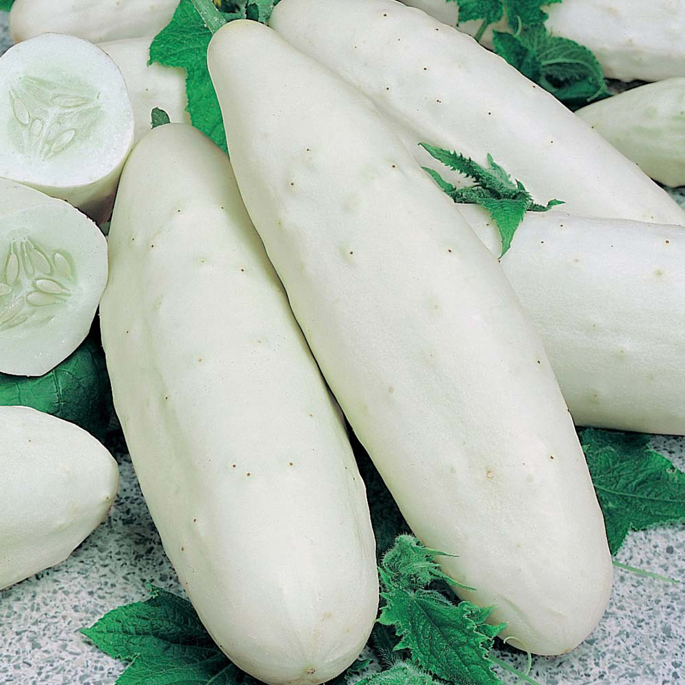 white cucumber snow leopard photo