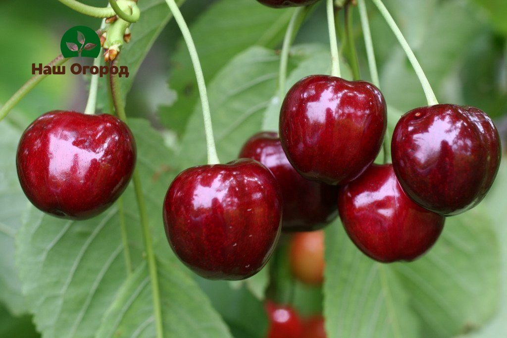 mga varieties ng cherry