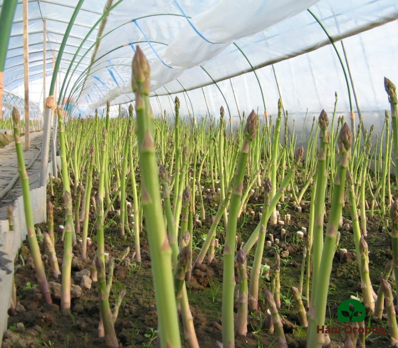 Asparagus bed