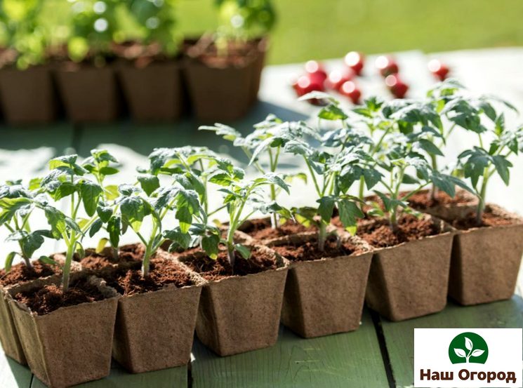 One of the ways to transplant tomatoes is picking.