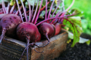 growing beets