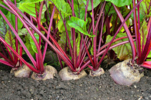 beet varieties cultivation