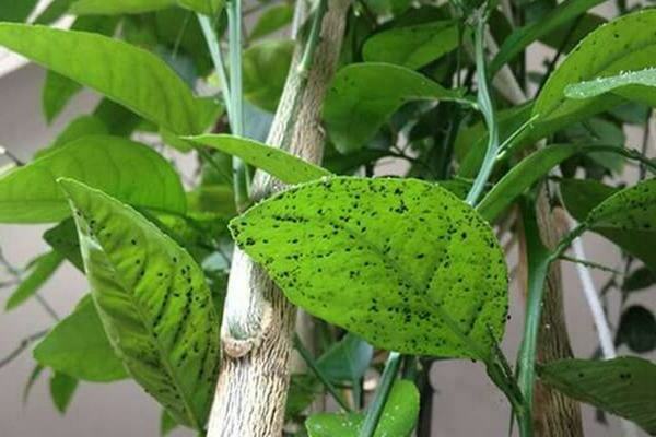 Lemon pests