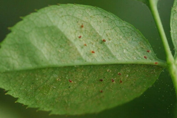 Diseases of homemade lemons