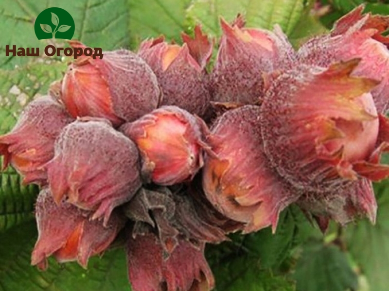 Walnut variety Pushkin pula