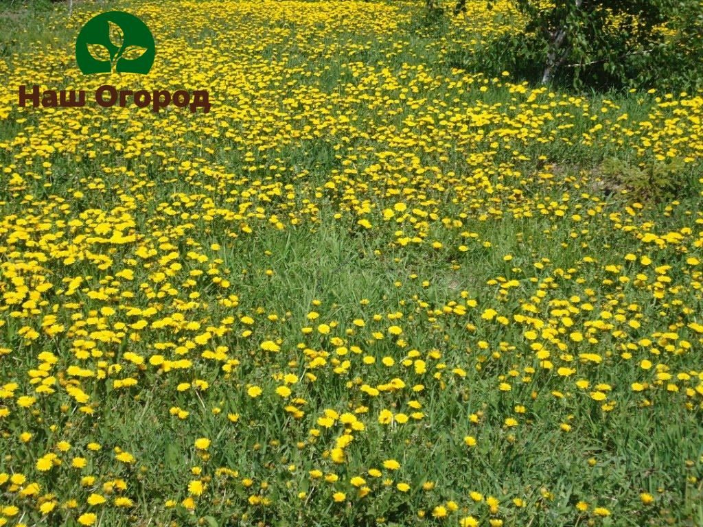 Wenn Sie zögern, Löwenzahn im Garten zu beseitigen, können Sie bald ein ganzes Feld von sich schnell vermehrenden Unkräutern sehen, die äußerst schwer zu beseitigen sein werden.