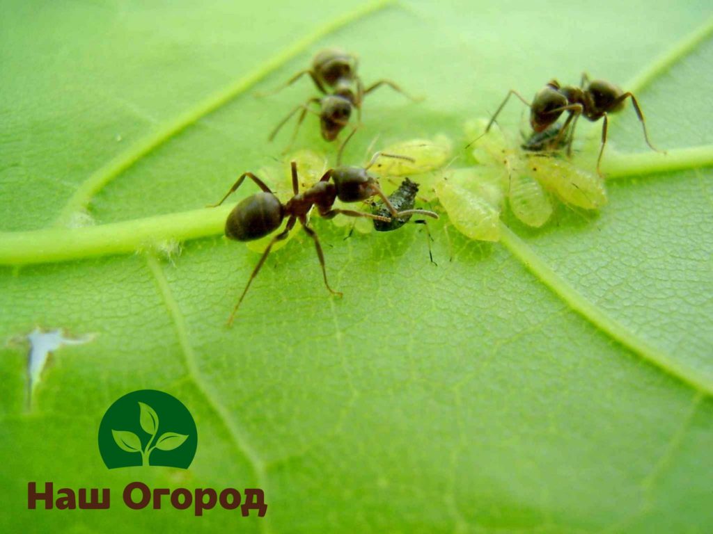 Ameisen und Blattläuse sind ein unzertrennliches Insektenpaar, daher können Sie Ameisen loswerden, indem Sie Blattläuse aus dem Garten entfernen