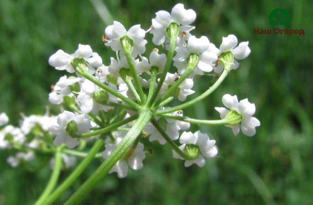 Cumin flower