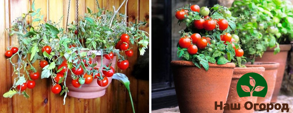 Eine Ampel-Tomatensorte wird sowohl in einem Blumentopf als auch in einem Pflanzgefäß großartig aussehen