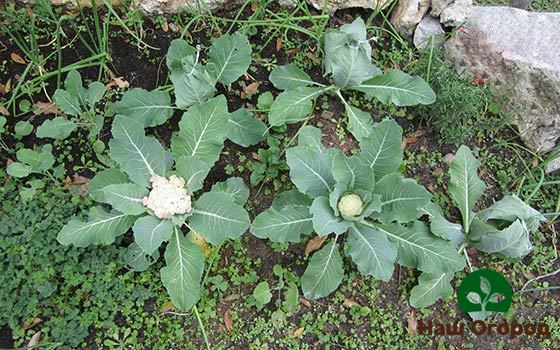 Young fruits of cauliflower